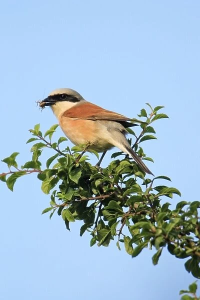 Red-backed Shrike - male with food in bill, Lower Saxony, Germany