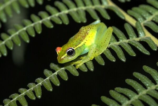 Red-backed Tree Frog - endemic Madagascar