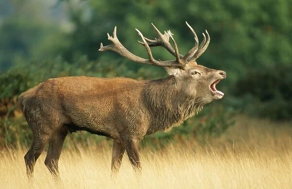 Red Deer CAN 848 Stag, UK. Cervus elaphus © John Cancalosi  /  ARDEA LONDON