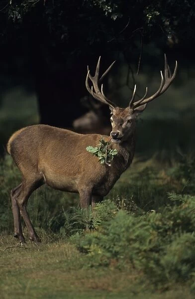 Red Deer - Stag with leaves in mouth, UK