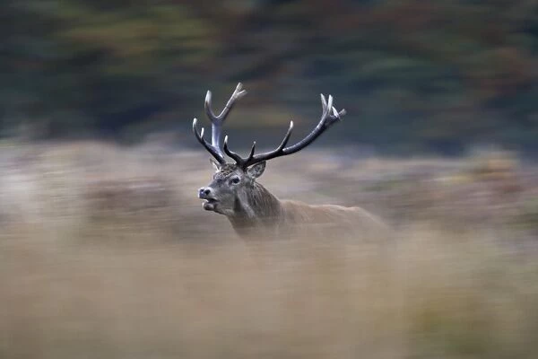 Red deer stag - rutting Richmond Park UK 006358