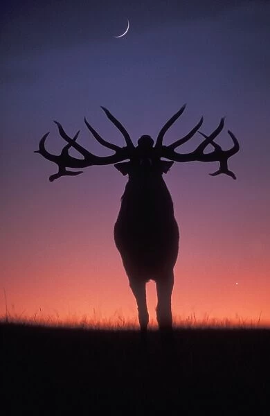Red Deer USH 284 Stag roaring during rutting season, dusk. Cervus elaphus © Duncan Usher  /  ardea. com