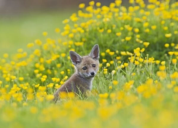 Red Fox - cub in buttercup meadow - controlled conditions 12740