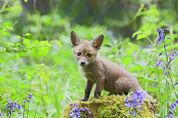 Red Fox - cub on mossy stump with bluebells - controlled conditions 12673
