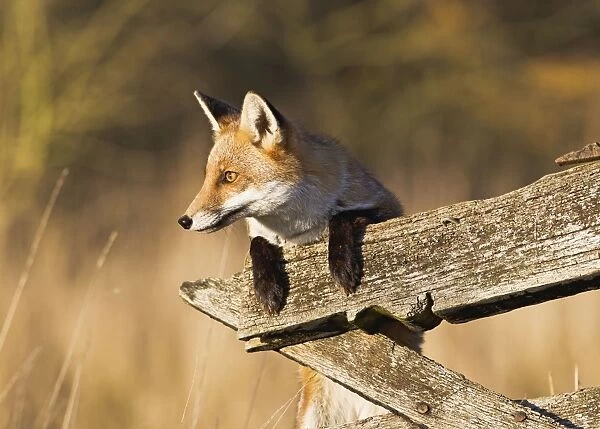 Red Fox - looking over gate - controlled conditions 15097