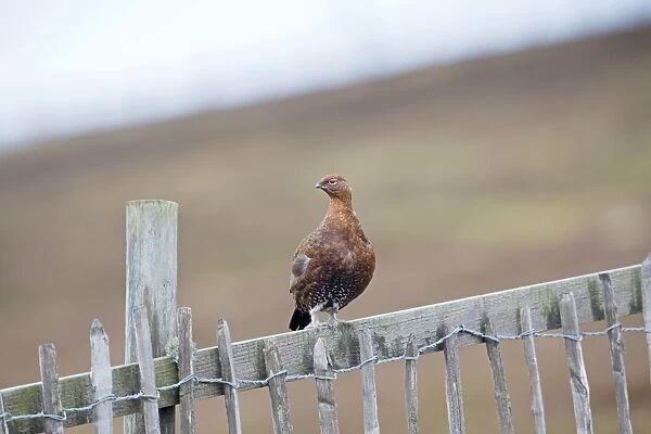 Red Grouse - male on fence - Scotland, UK