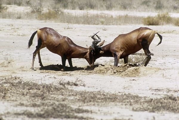 Red Hartebeest - bulls figthing