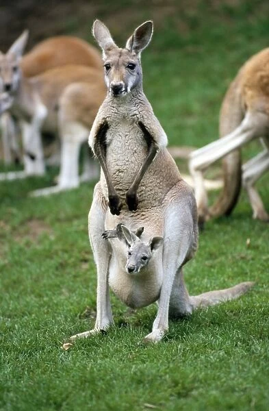Red Kangaroo - female with offspring
