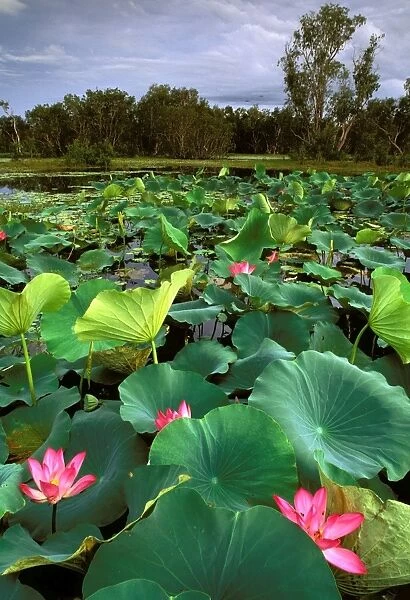 Red Lotus - Surrounded by Paperbark trees (Melaleuca sp. ) - Kakadu National Park (World Heritage Area) - Northern Territory - Australia JPF50930