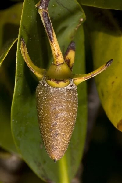 Red mangrove in fruit. This develops and germinates on the tree, then spears into the mud. USA