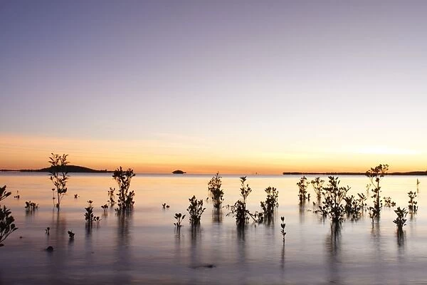 Red Mangroves - showing new growth in shallow tidal water at sunrise - Queensland - Australia