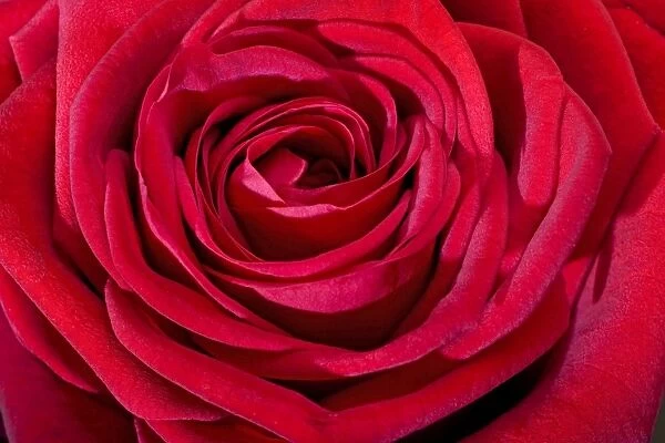Red Rose. ME-2537. Red Rose. Johan De Meester
