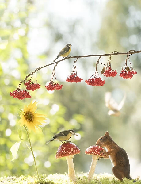 Red Squirrel, blue tit and great tit with mushroom and sunflower