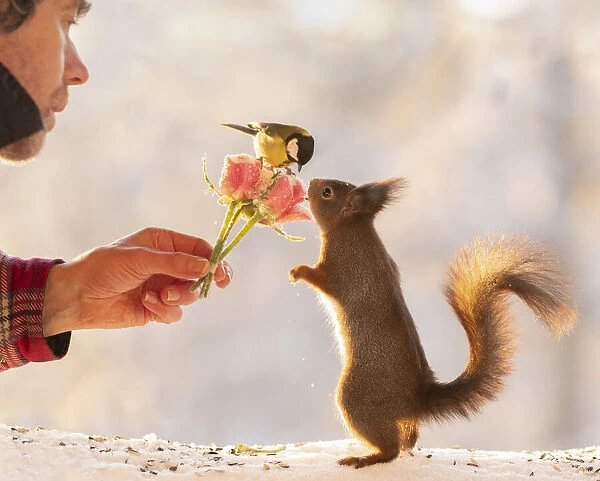Red squirrel looking at a rose bouquet with titmouse hold by a man