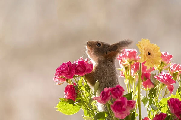 Red Squirrel looking up from between roses