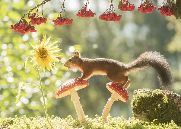 Red Squirrel with a mushroom and sunflower
