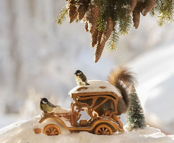 red squirrel standing in an car on snow with titmouse