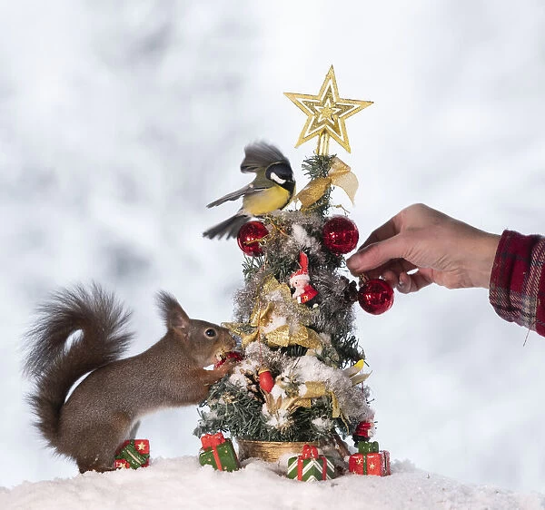red squirrel standing with a Christmas tree with bird and a human hand