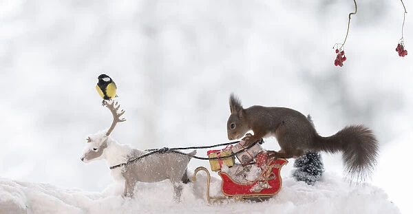 Red squirrel standing on a sledge with reindeer and titmouse