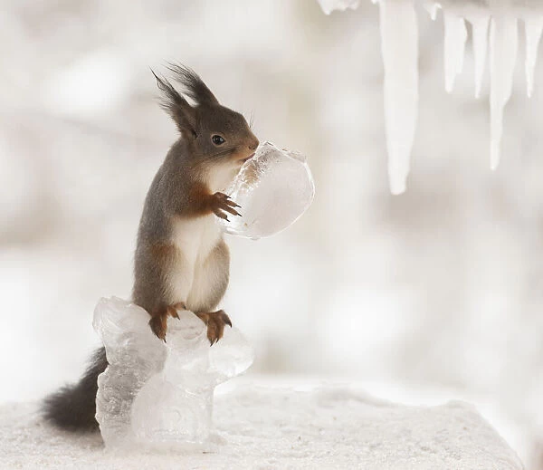 Red squirrel standing on squirrel ice sculpture holding a ice acorn