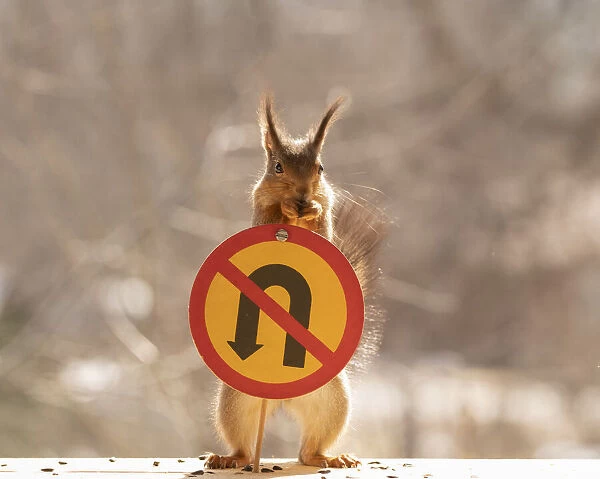 Red Squirrel standing with a No U-turn sign