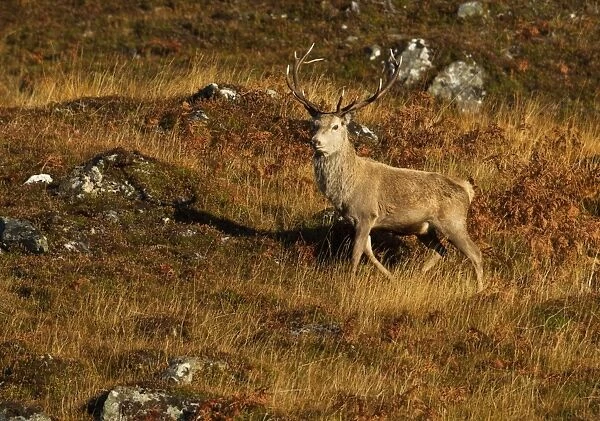 Red Stag - on mountainside in early morning light - November - Cannich - Scotland