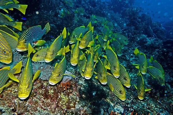 Ribbon Sweetlips - resting together waiting for night when they move over the reef to feed - Indonesia