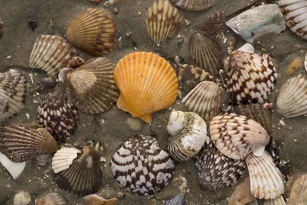 Rich and varied shell fauna on the beaches of San Ignacio lagoon, West coast of Baja California