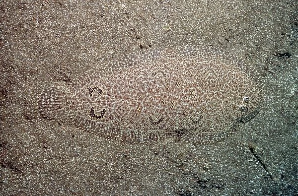 Righteye Flounder - These fish have amazing camouflage, almost invisible against the sand. Secret Bay, Bali. Indonesia FIS-090
