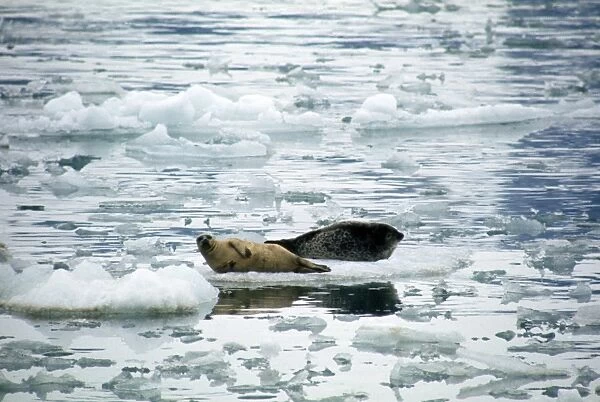 Ringed Seal - on ice