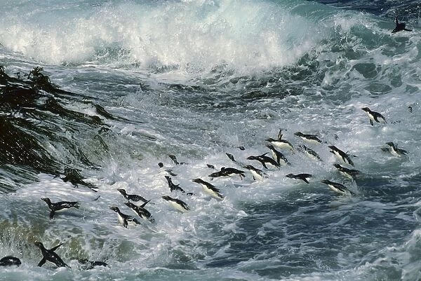Rockhopper Penguins - surfing into shore, New Island, Falkland Islands, South Atlantic, Islands in the southern oceans JPF31287