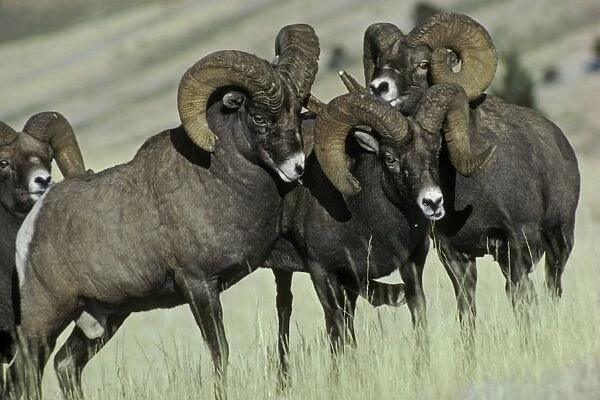 Rocky Mountain Bighorn Sheep - rams. Dominance behavior. Yellowstone National Park, Rockies, Western USA. Autumn MS253