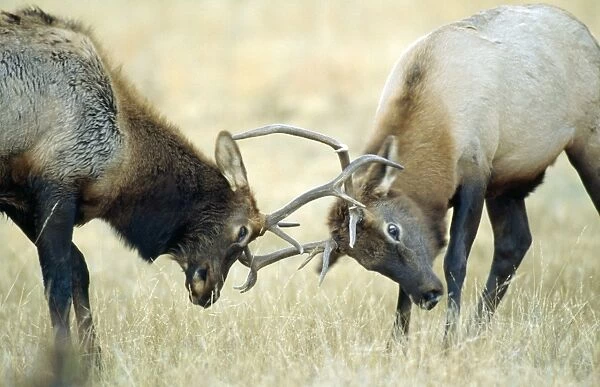 Rocky Mountain Elk  /  Wapiti