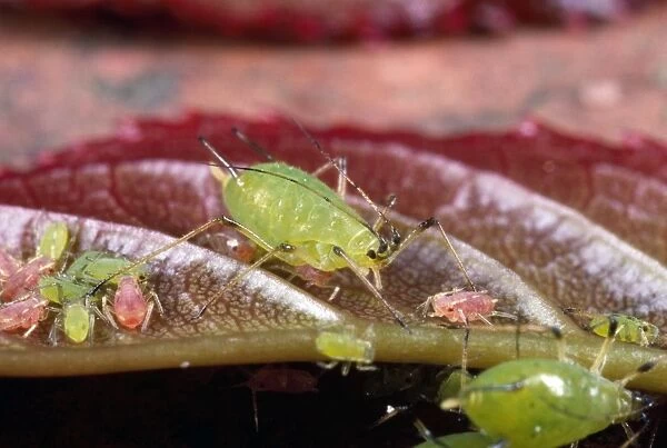 Rose Aphid - female & young - UK