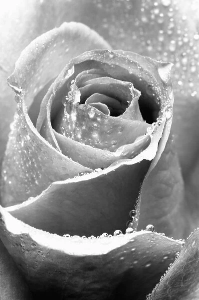 Rose Flower Close up Digital Manipulation: B&W
