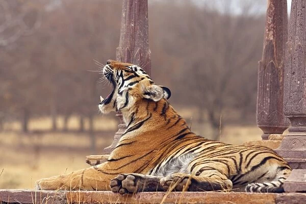 Royal Bengal  /  Indian Tiger - at the cenotaph yawning, Ranthambhor National Park, India