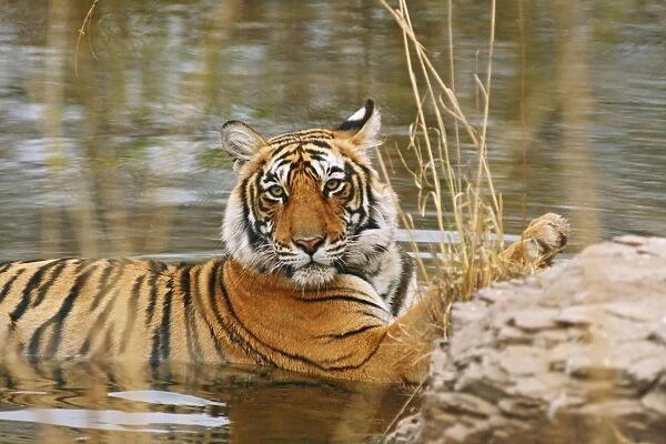 Royal Bengal  /  Indian Tiger in the forest pond, Ranthambhor National Park, India