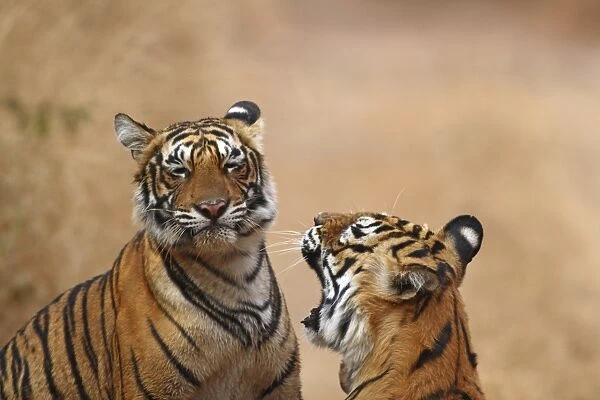 Royal Bengal Tigress warding off the cub, Ranthambhor National Park, India