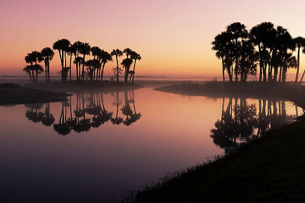 Sable palms silhouetted at sunrise on the Econlockhatchee River, a blackwater tributary of the St. Johns River, near Orlando, Florida Date: 11-03-2021