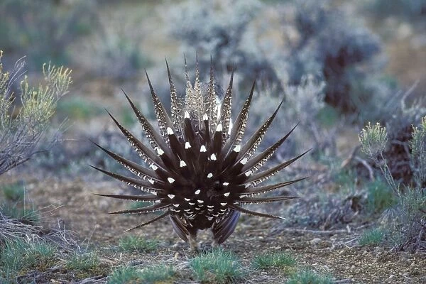Sage Grouse - male strutting on lek. Strutting is grouse's springtime mating territorial display. Western U. S. A. BG314