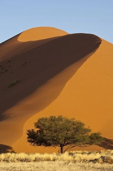 Sand dune and tree - Sossusvlei - Namibia