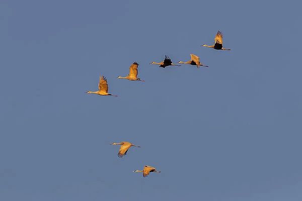 Sandhill cranes flying at sunrise. Bosque del Apache National Wildlife Refuge, New Mexico Date: 22-11-2019