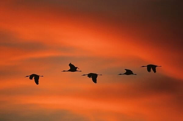 Sandill Cranes - in flight at dawn Bosque del Apache NWR, New Mexico, USA BI004513