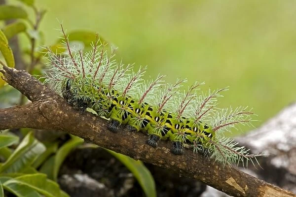 Saturiid moth caterpillar - with urticating(stinging) hairs - Tropical dry forest - Santa Rosa national park - Costa Rica