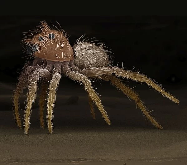 Scanning Electron Micrograph (SEM): Jumping Spider, Magnification x 65 (A4 size: 29. 7 cm width)