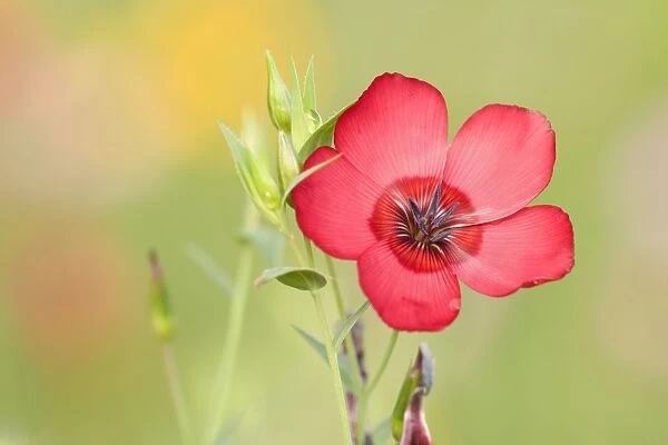 Scarlet Flax - single blossom of a scarlet flax - Baden-Wuerttemberg, Germany