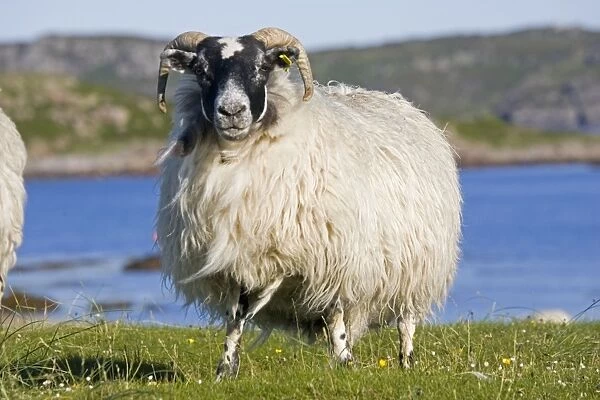Scotiish black-faced sheep, Isle of Mull, Scotland, UK
