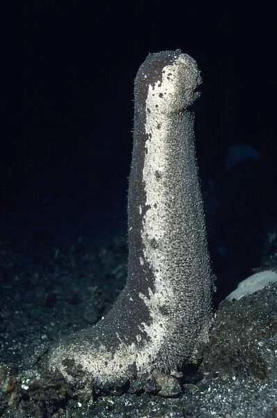 Sea Cucumber - looking for mate Indo Pacific