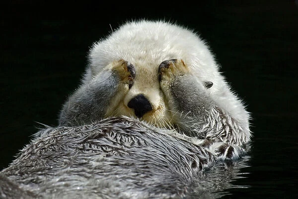 Sea Otter - grooming. (Point Defiance Zoo & Aquarium, Tacoma, WA) B2A4593