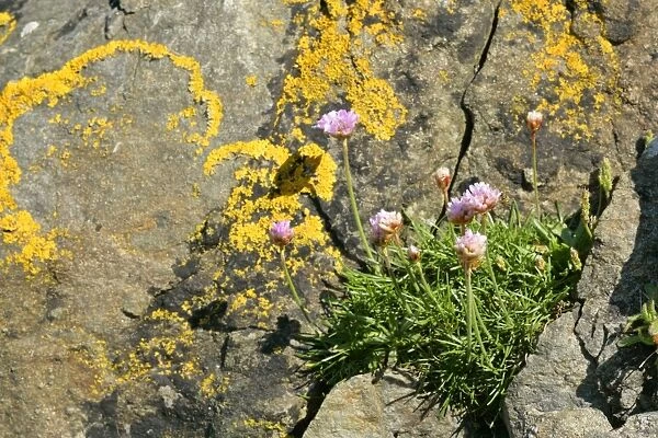 Sea Pink growing in a cleft of a rock covered with lichen Central Mainland, Shetland Isles, Scotland, UK